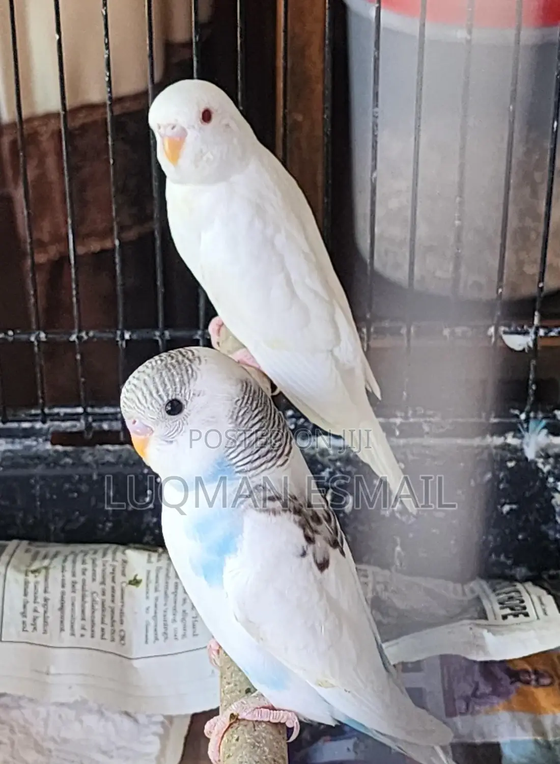 Albino Budgies