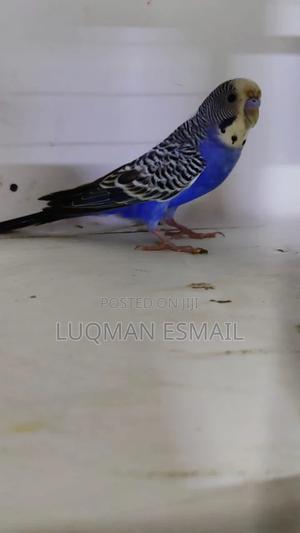 Male Budgies - thumbnail 2