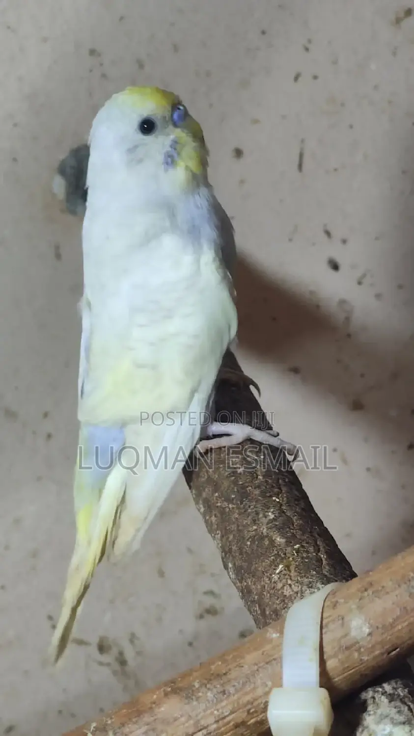 Male Budgies