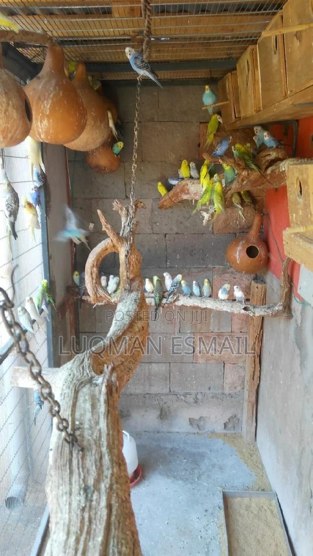 Rainbow Budgies - main view