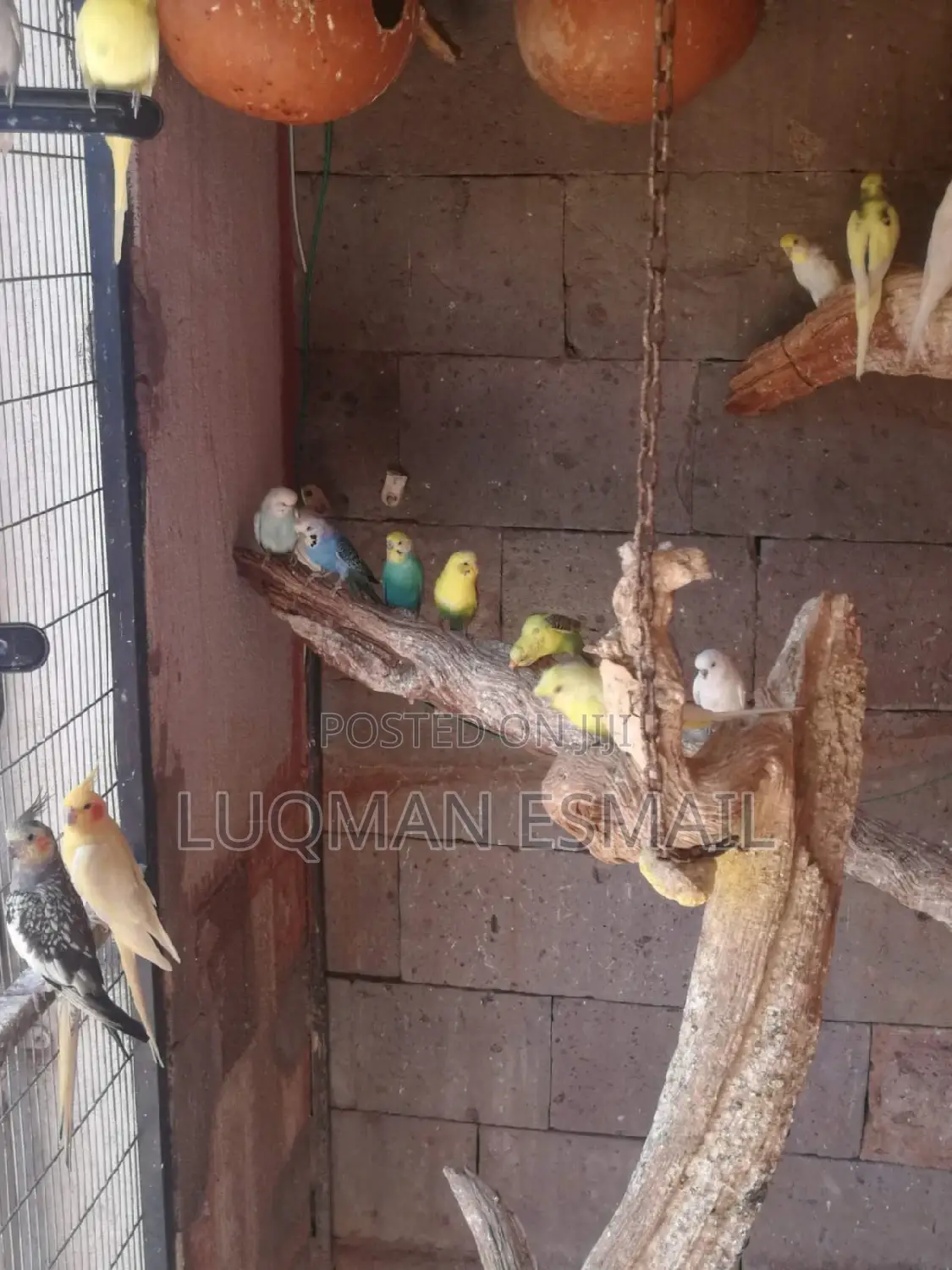 Rainbow Budgies