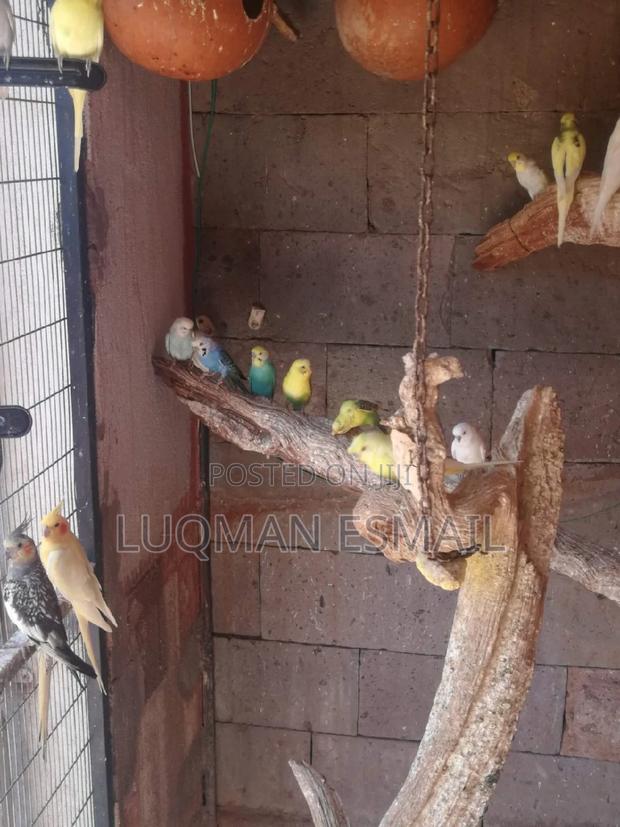 Rainbow Budgies - thumbnail 3