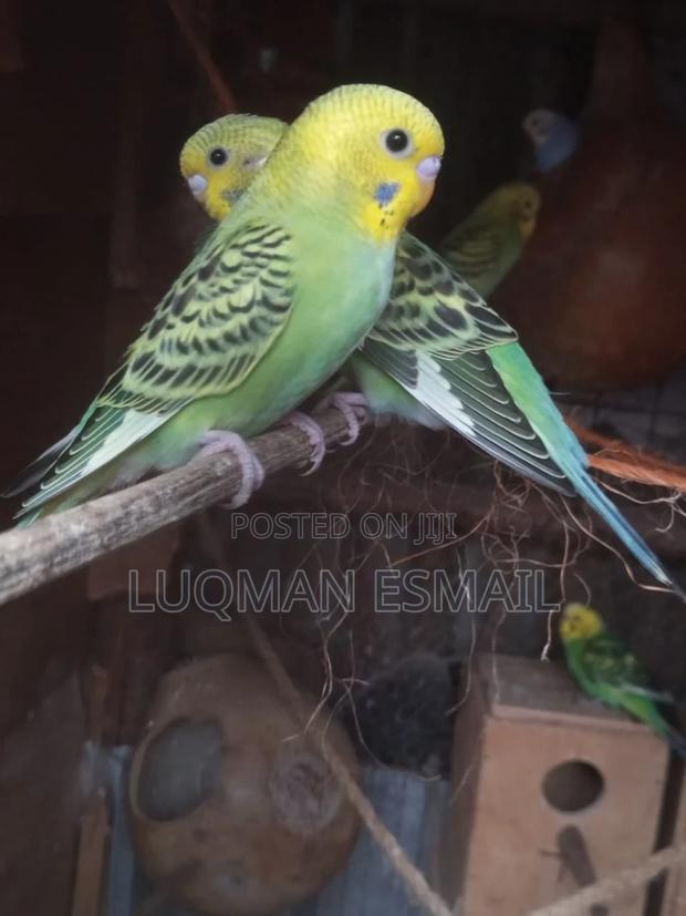White Nd Blue Budgies - thumbnail 3
