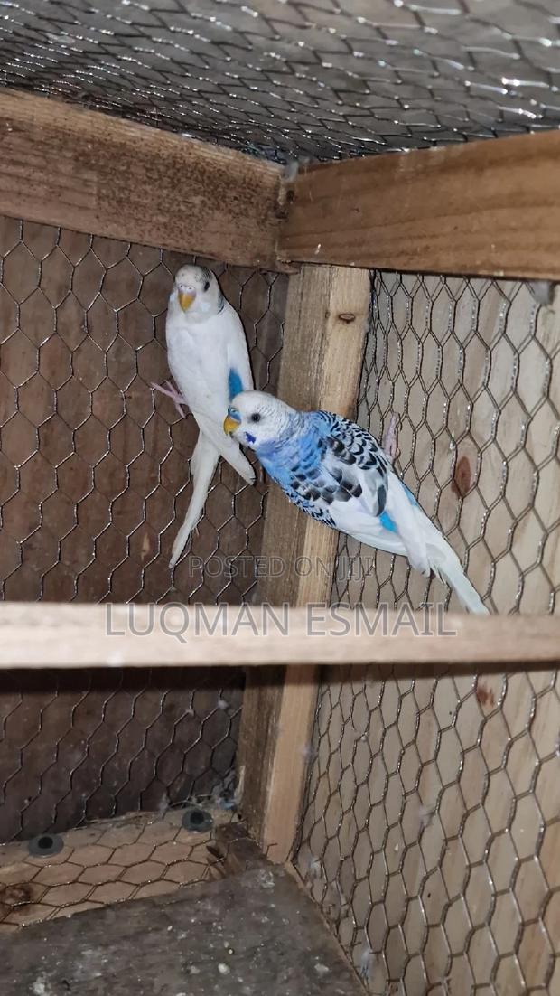 White Nd Blue Budgies - main view