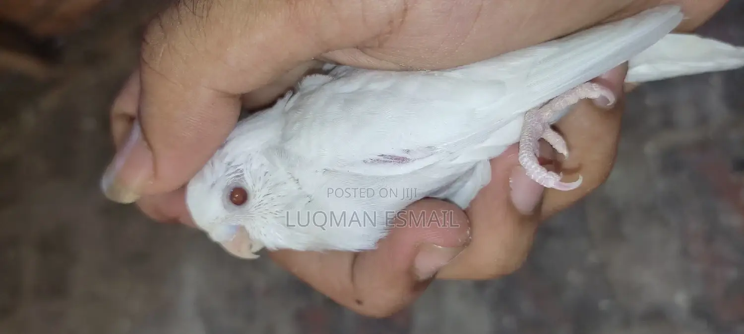 Albino Budgie