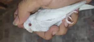 Albino Budgie
