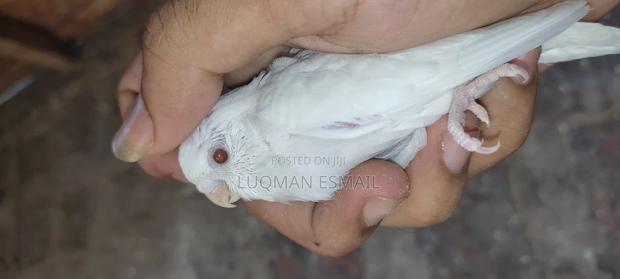 Albino Budgie - thumbnail 3