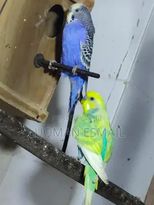 Males Budgies