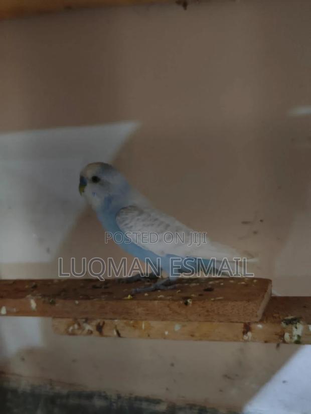 Males Budgies - thumbnail 4
