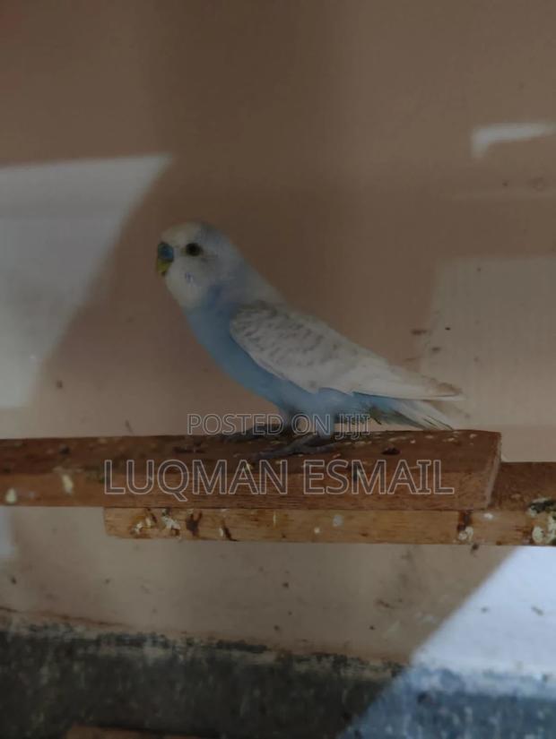 Males Budgies - thumbnail 3