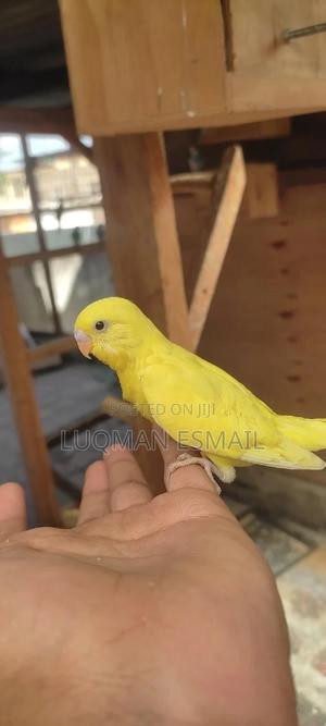 Budgies Hand Raised. - thumbnail 2