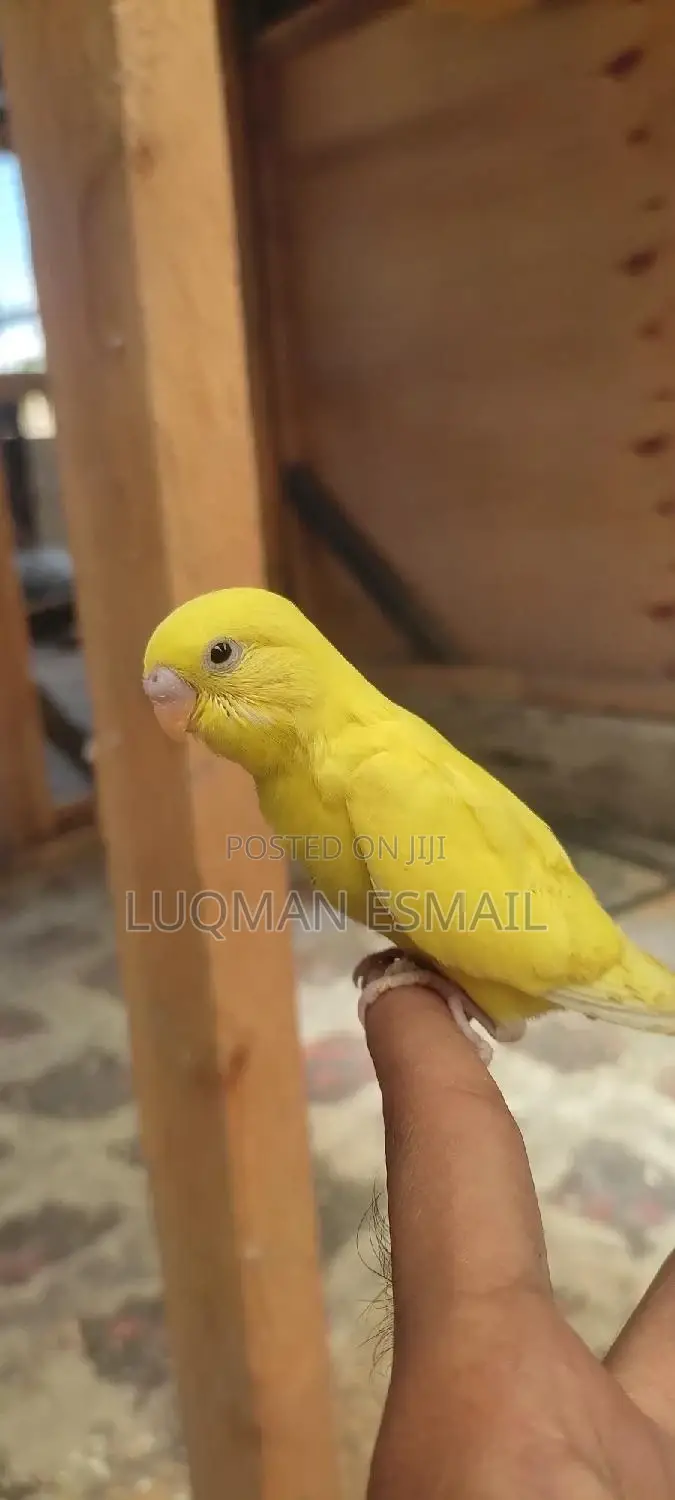 Budgies Hand Raised.
