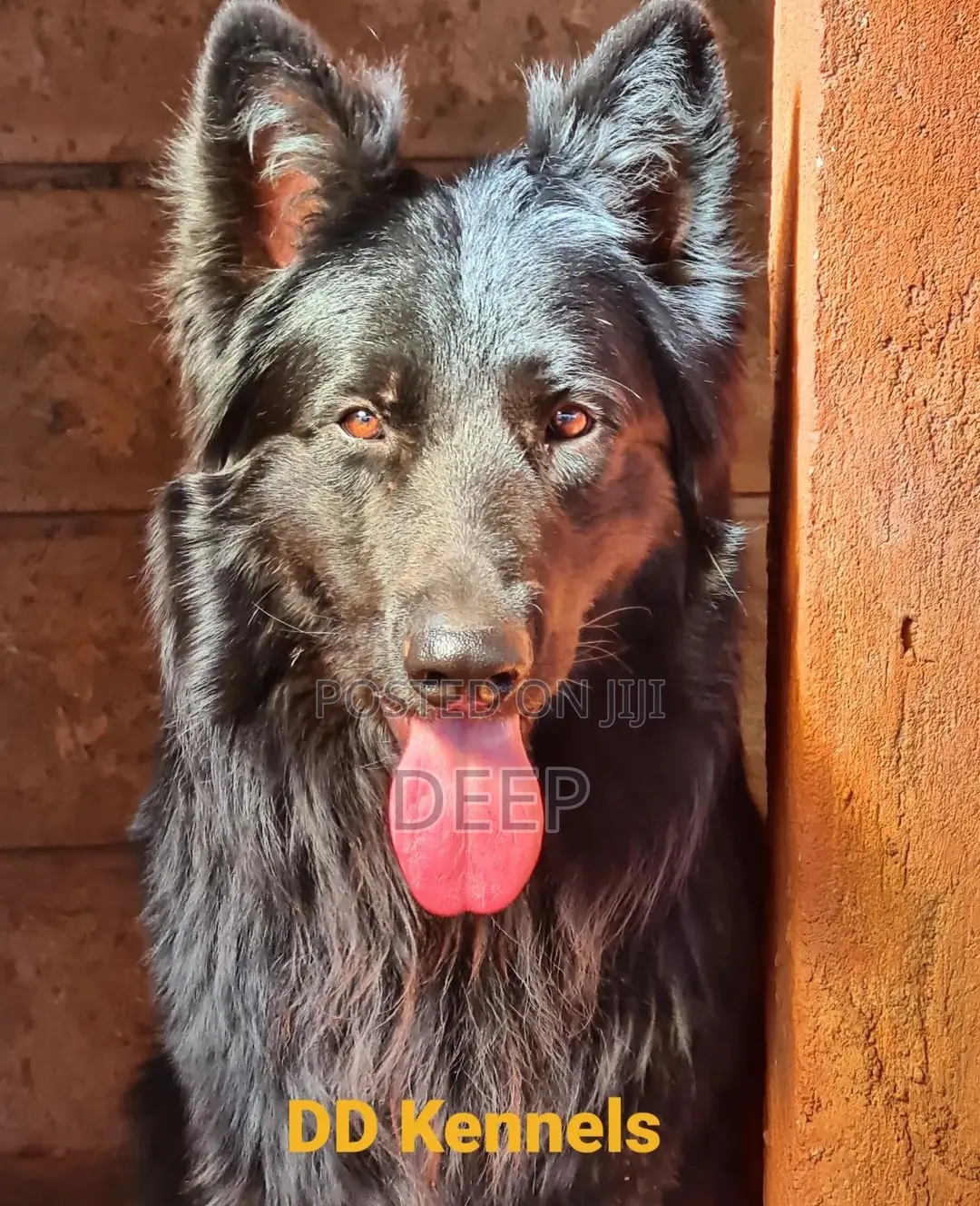 1-3 months Male Purebred German Shepherd