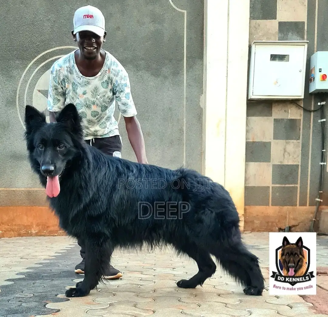 1-3 months Male Purebred German Shepherd
