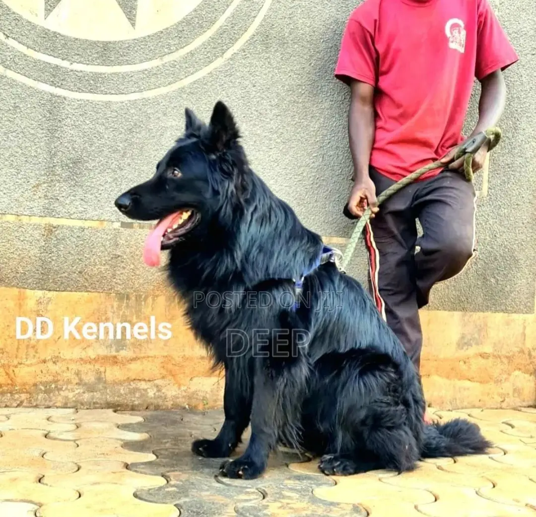 1-3 months Male Purebred German Shepherd