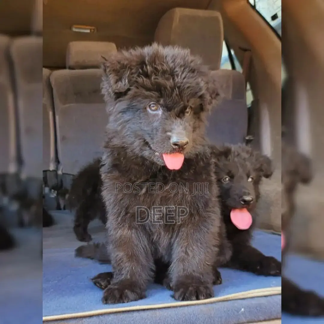 1-3 months Male Purebred German Shepherd