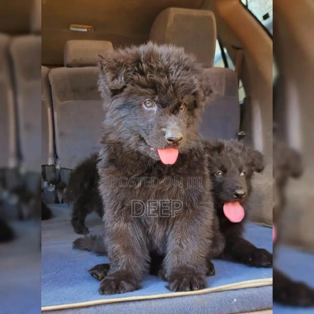 1-3 months Male Purebred German Shepherd