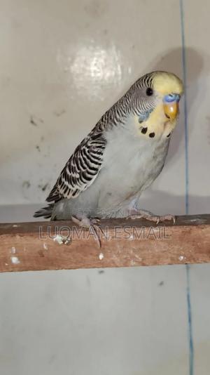 Grey Rare Budgie - thumbnail 2
