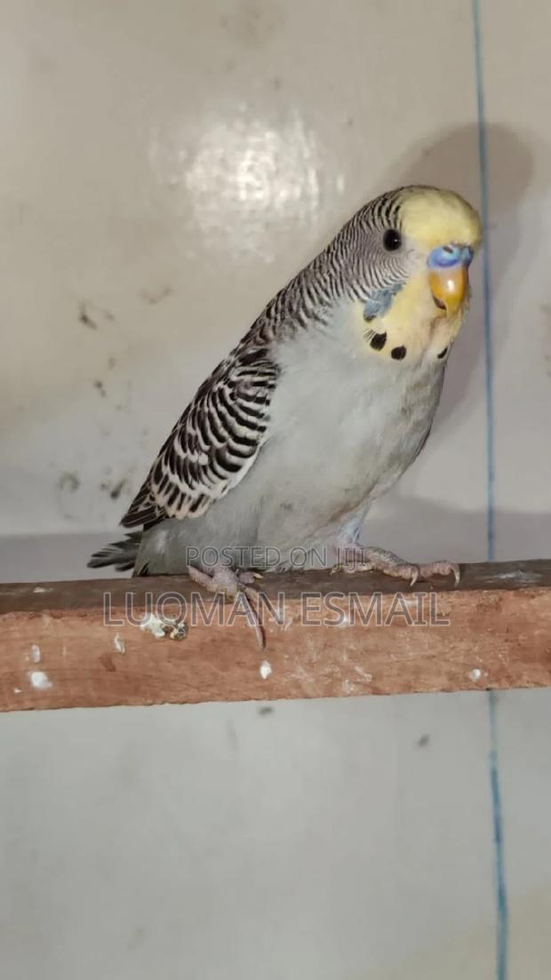 Grey Rare Budgie - main view