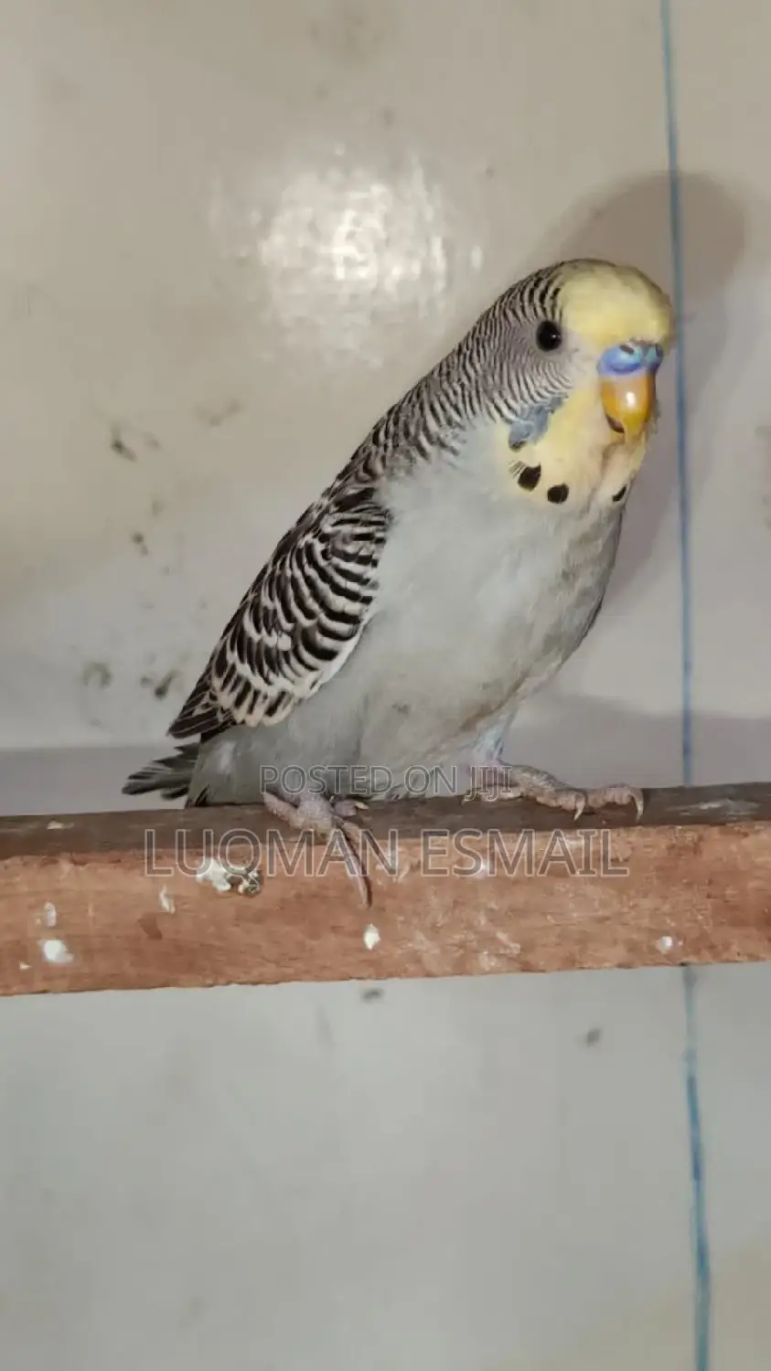 Grey Rare Budgie