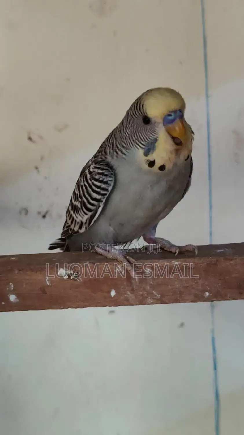 Grey Rare Budgie