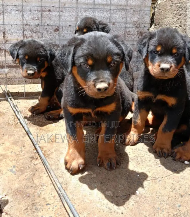 1-3 months Male Purebred Rottweiler