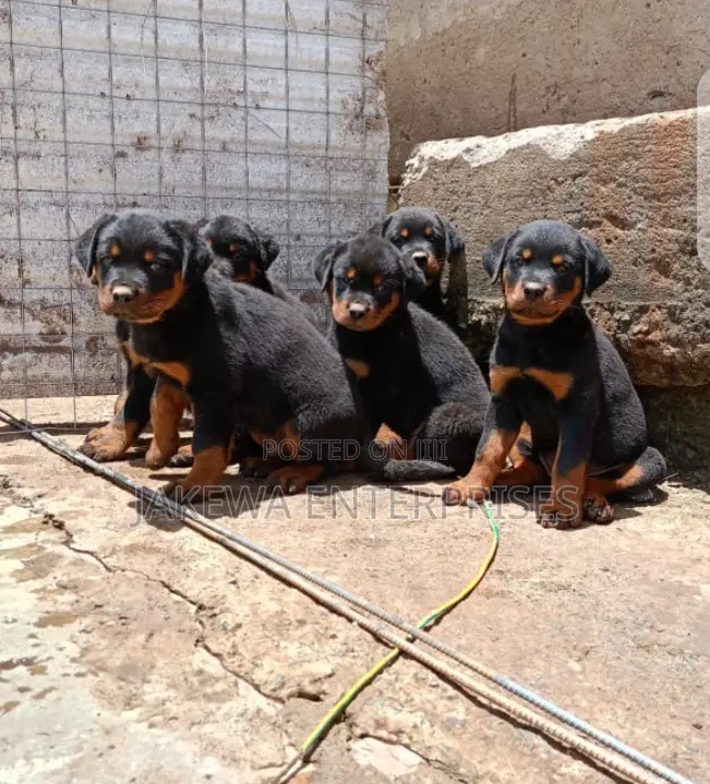 1-3 months Female Purebred Rottweiler