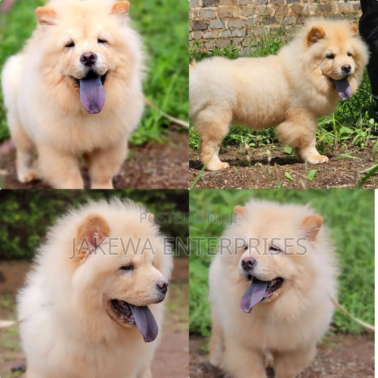 1-3 months Female Purebred Chow Chow