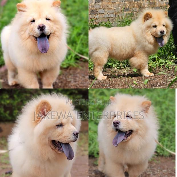 1-3 months Female Purebred Chow Chow - main view