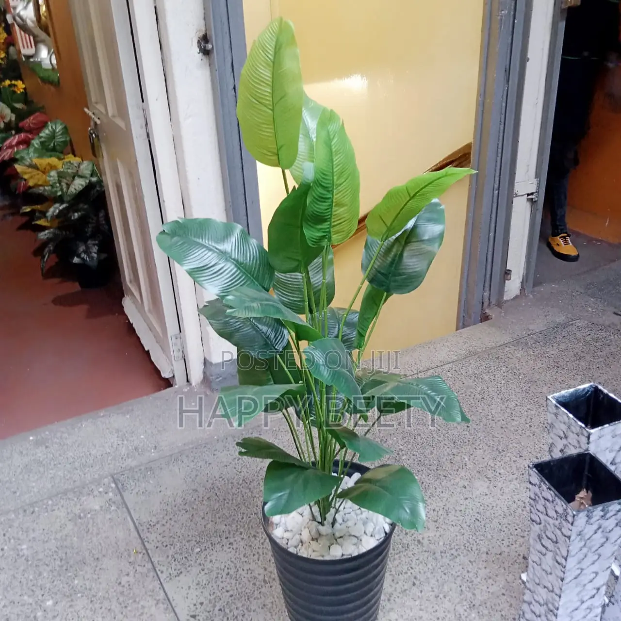 Mini Banana Plant