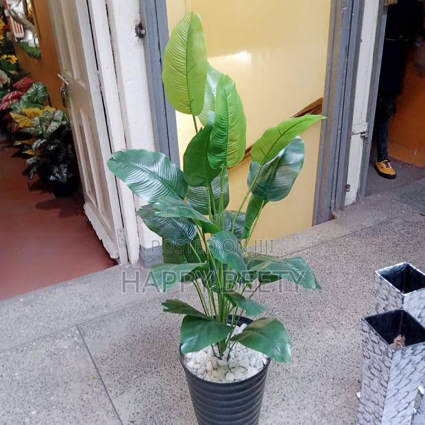 Mini Banana Plant - main view