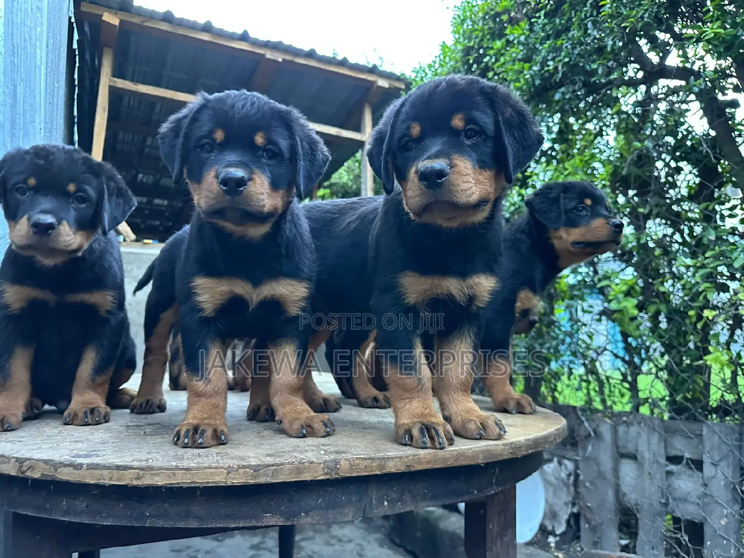 1-3 months Female Purebred Rottweiler