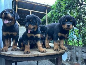 1-3 months Male Purebred Rottweiler - thumbnail 2
