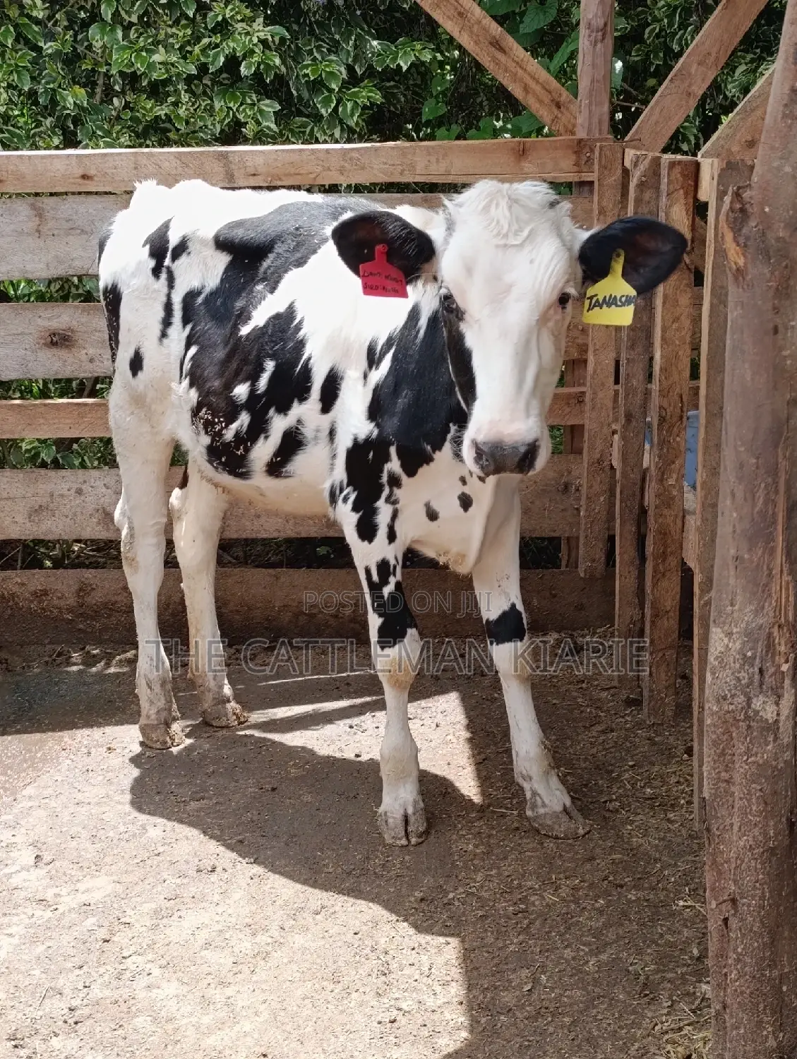 Friesian Holstein Heifer