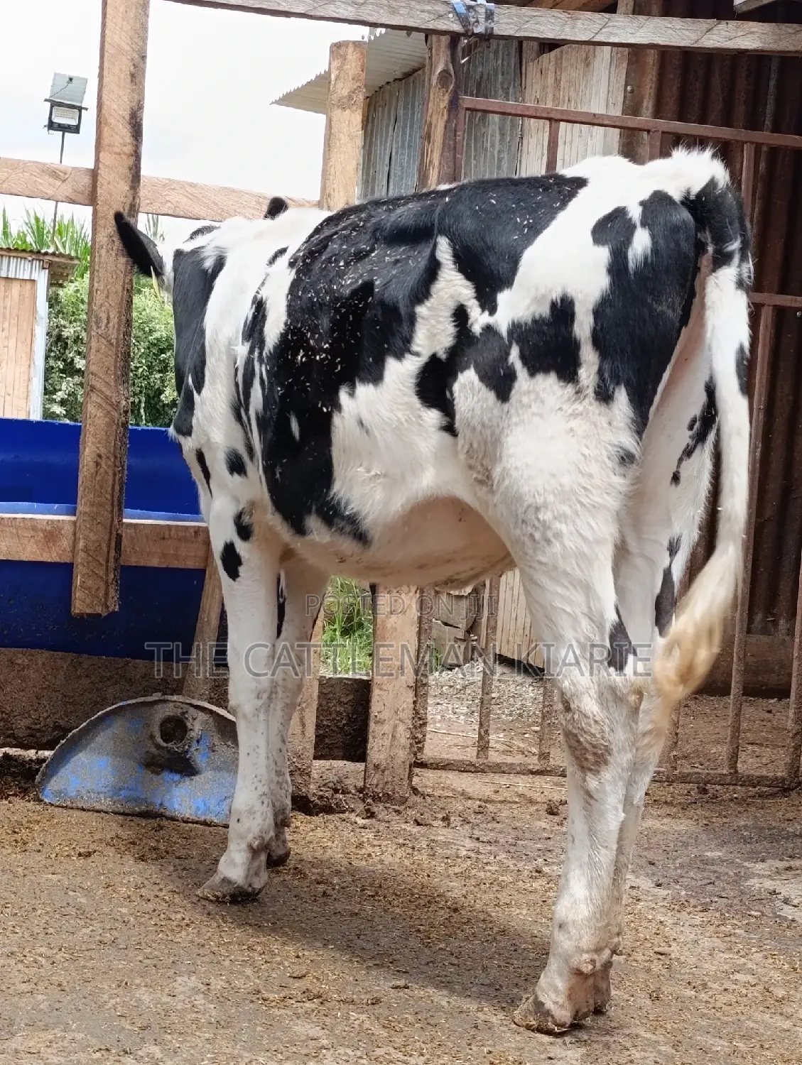 Friesian Holstein Heifer