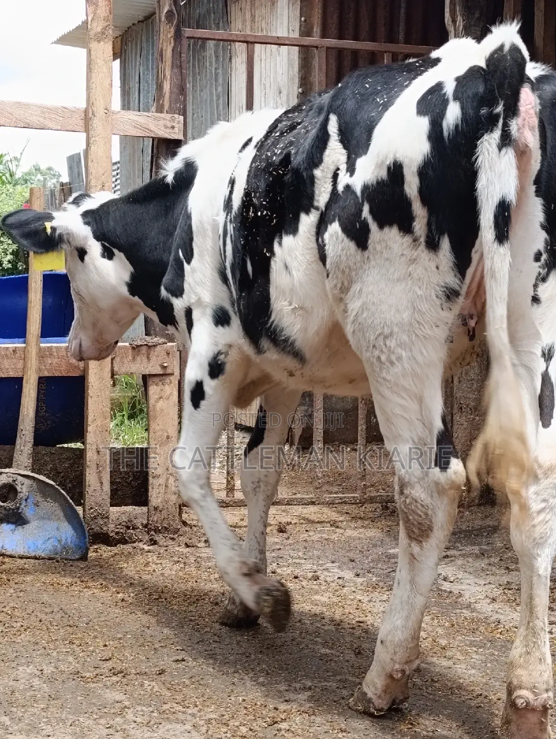 Friesian Holstein Heifer