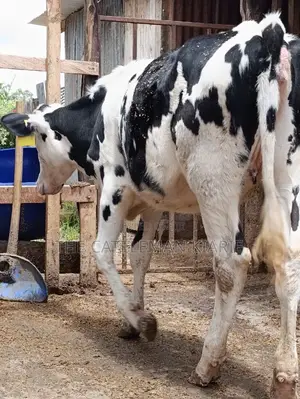 Friesian Holstein Heifer