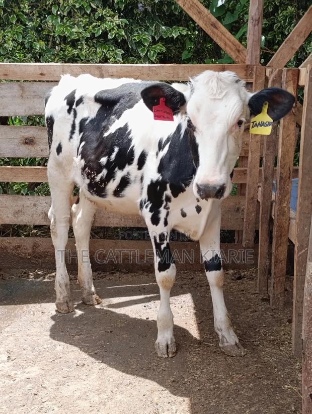 Friesian Holstein Heifer - thumbnail 5