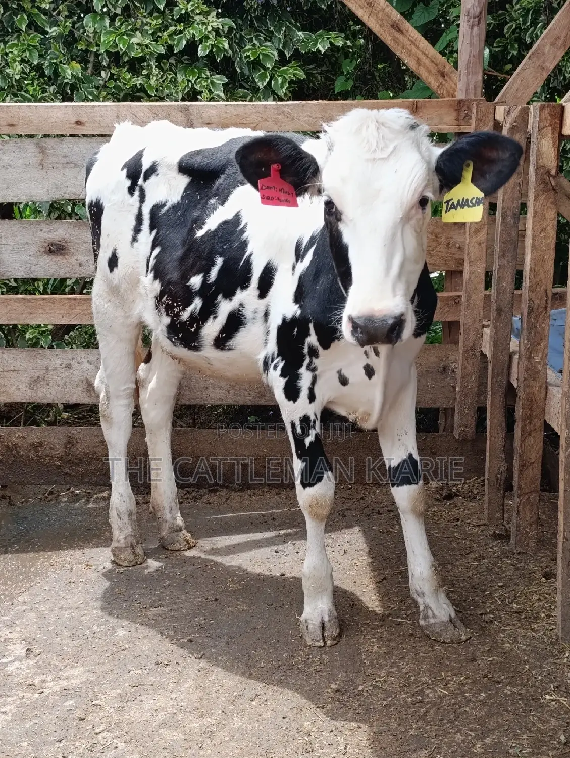 Friesian Holstein Heifer