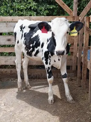 Friesian Holstein Heifer
