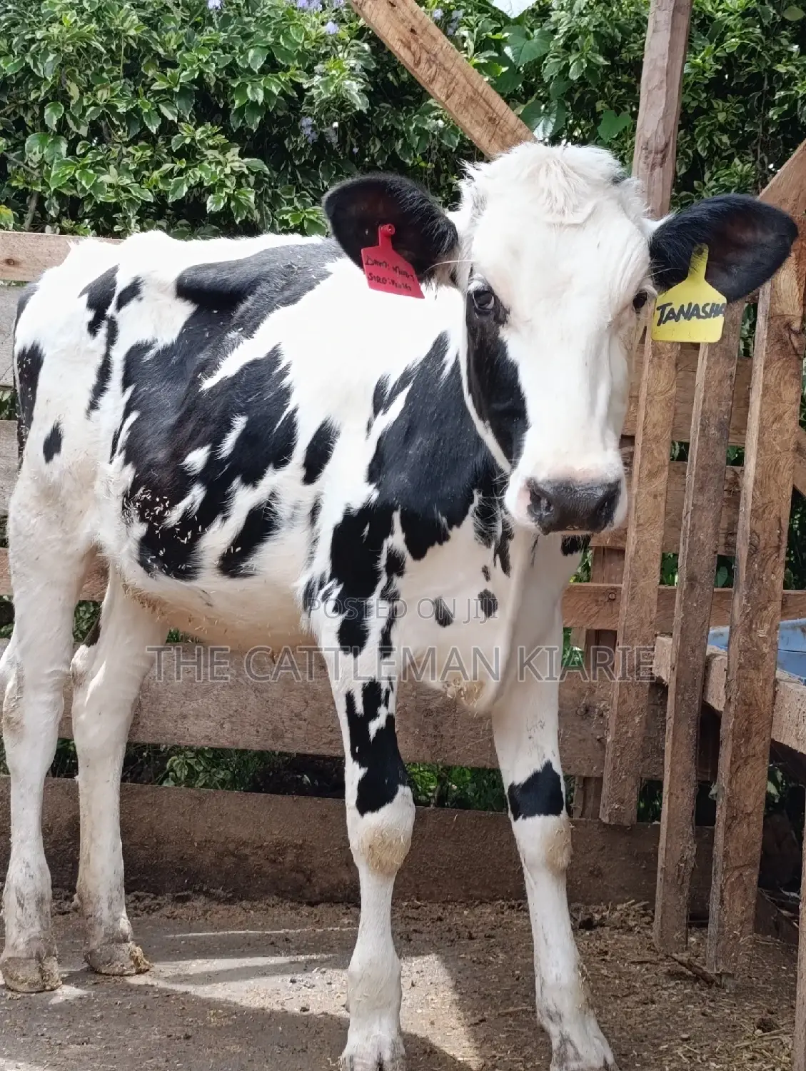 Friesian Holstein Heifer