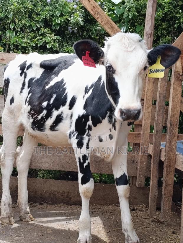 Friesian Holstein Heifer - thumbnail 7