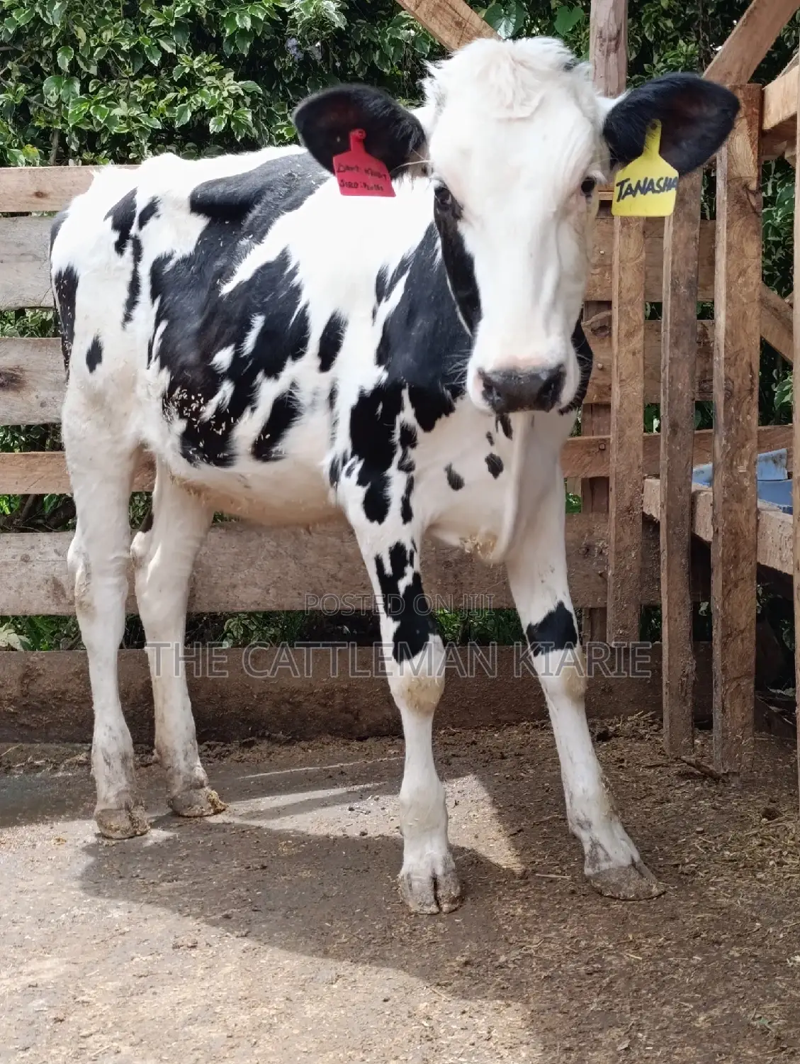 Friesian Holstein Heifer