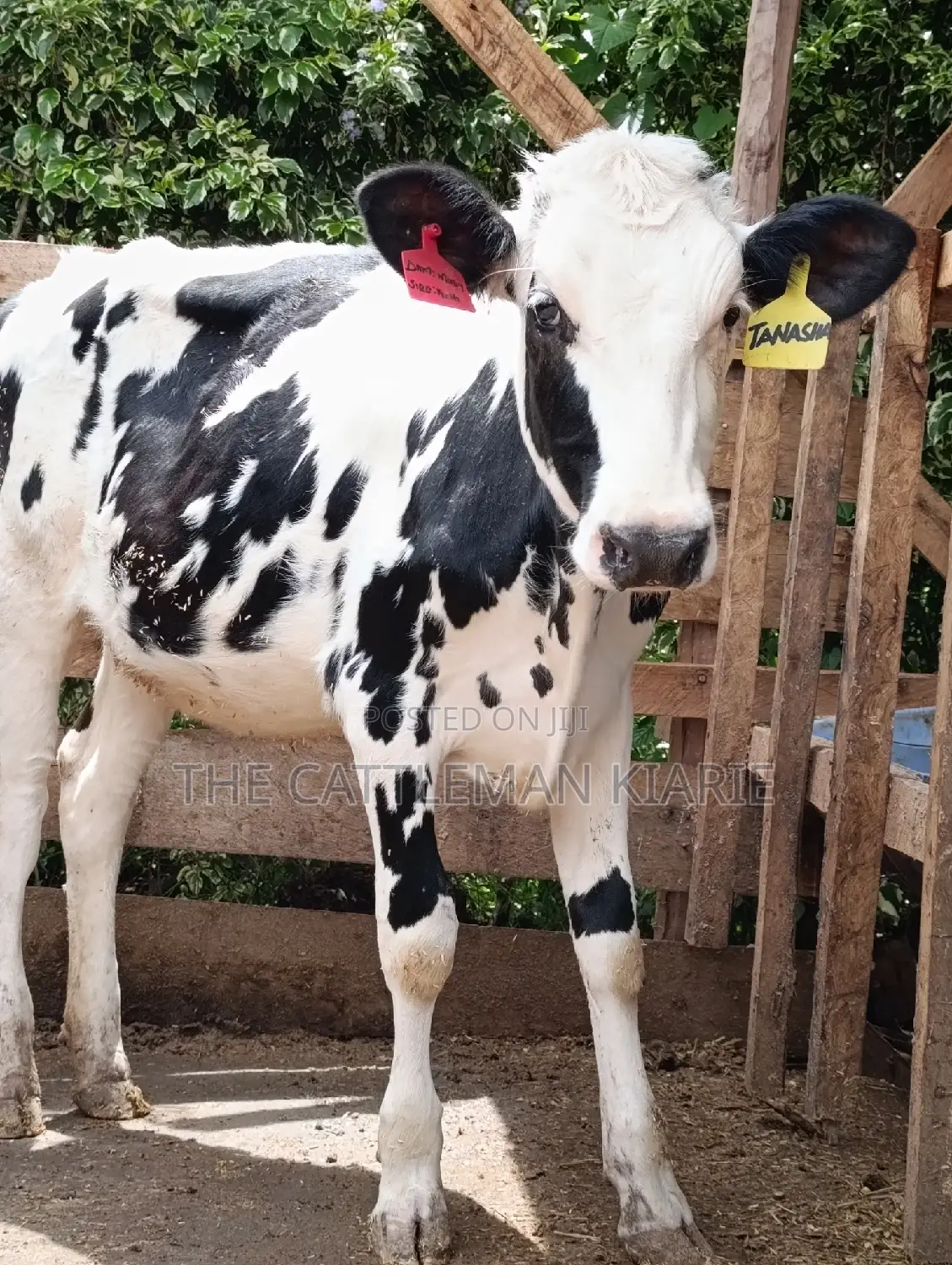 Friesian Holstein Heifer