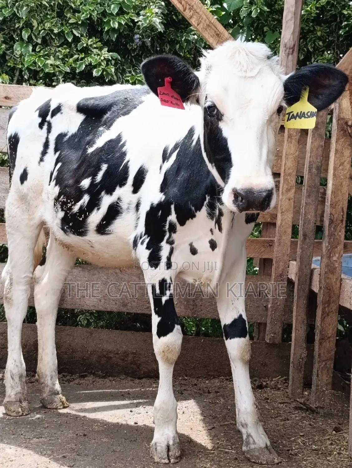 Friesian Holstein Heifer