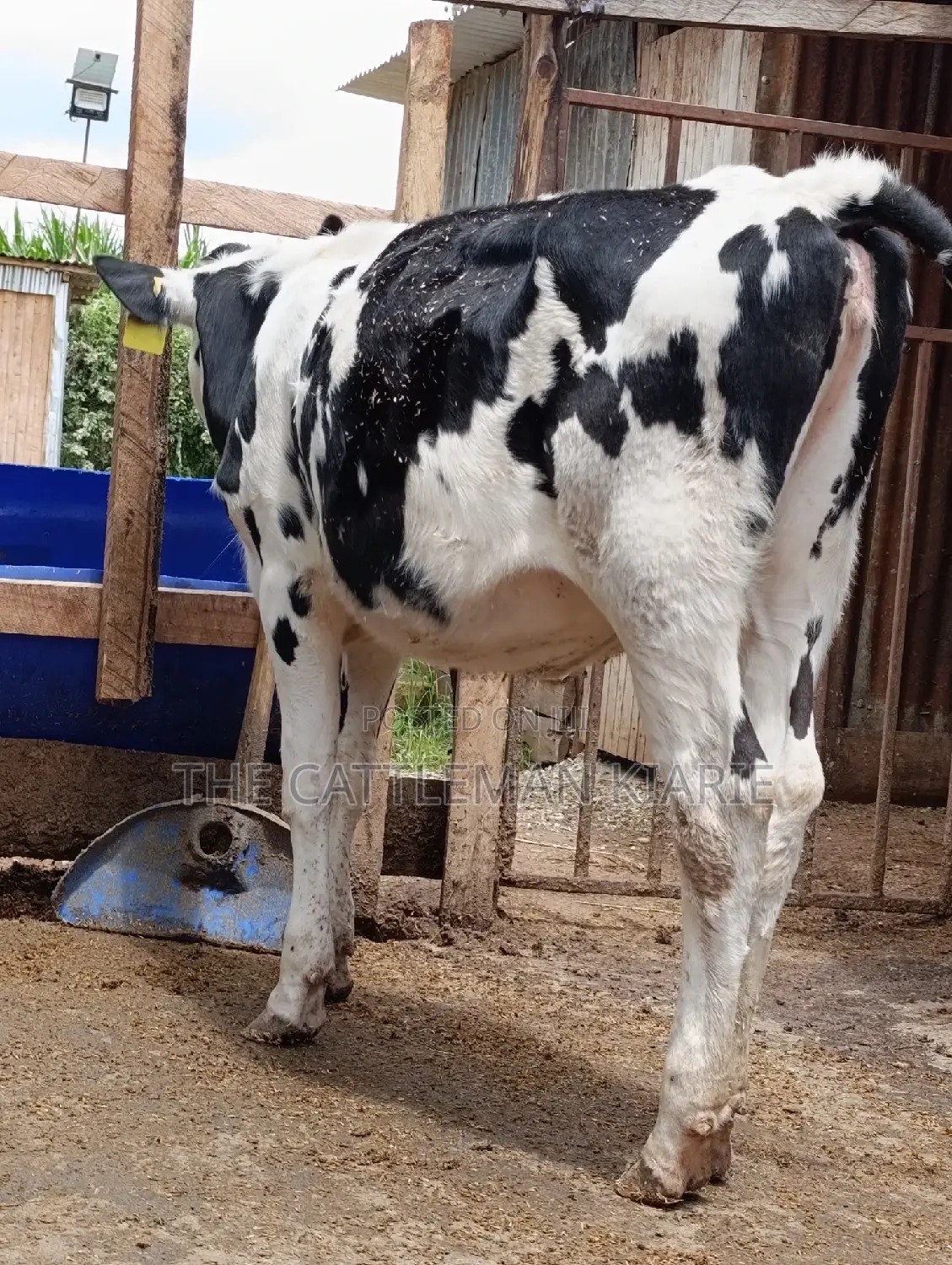 Friesian Holstein Heifer