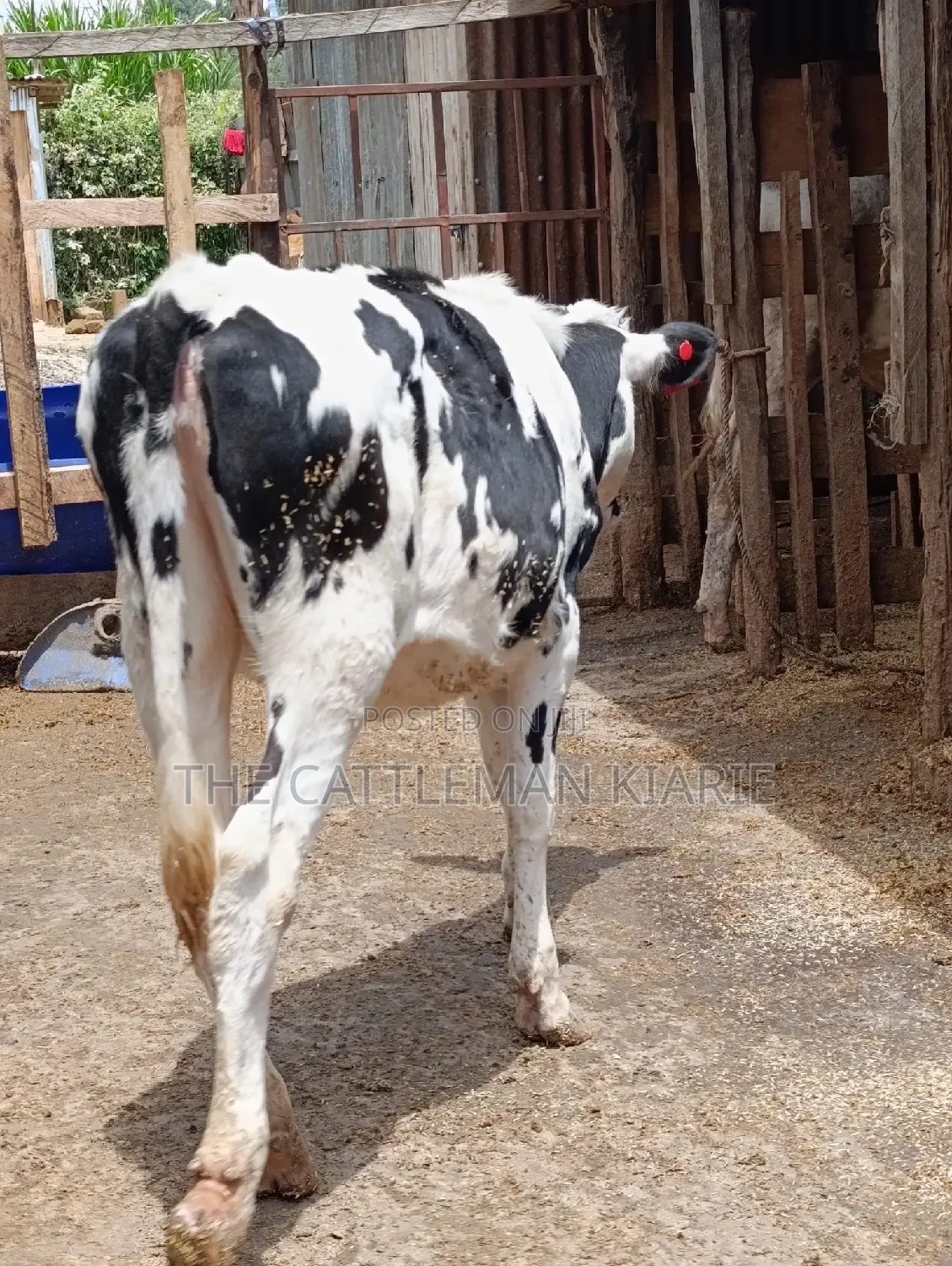 Friesian Holstein Heifer
