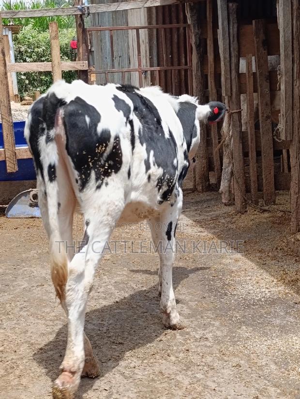 Friesian Holstein Heifer - thumbnail 12