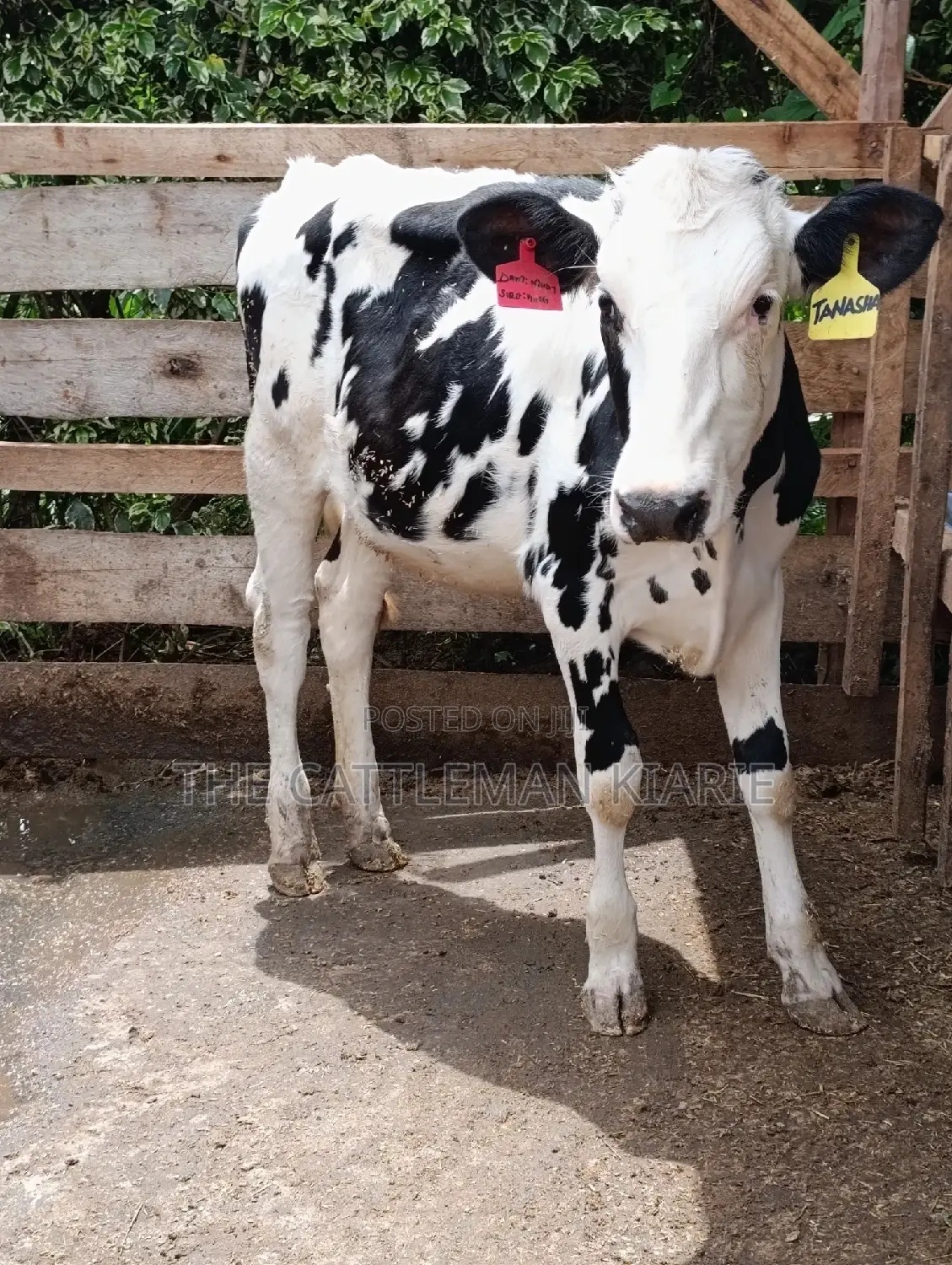 Friesian Holstein Heifer