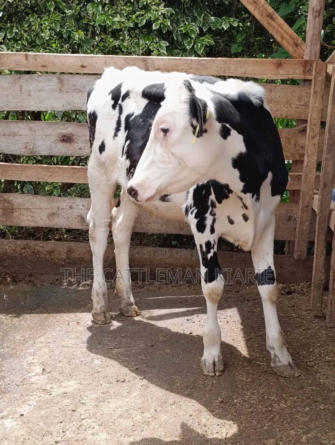 Friesian Holstein Heifer